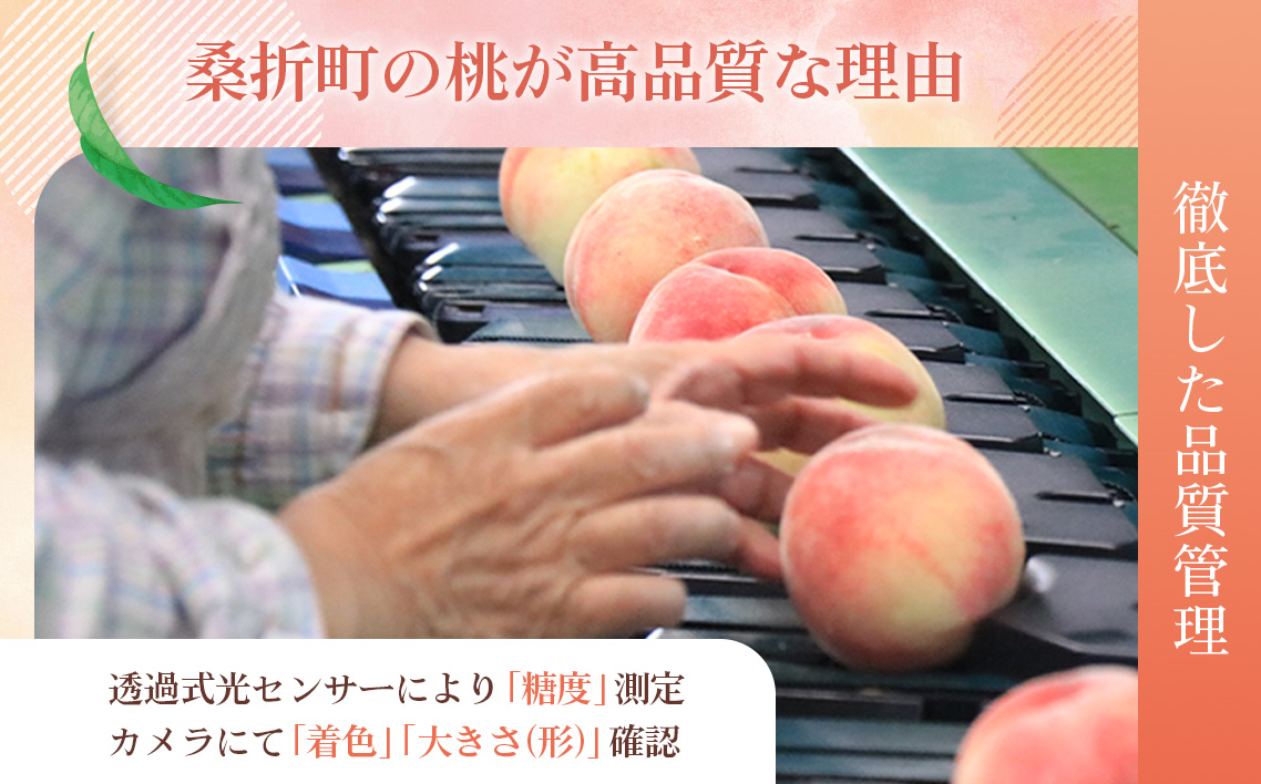 もも【なつおとめ・2026年産先行受付】特秀1.5kg　桑折町産　JAふくしま未来　桃 No.167