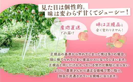 â2026幎å€çºéâïŒå®¶åºçš é£ã¹æ¯ã¹å®æäŸ¿ çŽ1.5kgÃ2åïŒ â»é¢å³¶ãžã®é
éäžå¯ â»2026幎7æäžæ¬ïœ8æäžæ¬é ã«é 次çºéäºå® ïœ å
è¡äºçŽ äºçŽ æ°ééå® æ¡ ãã ã¢ã¢ æç© ãã ãã® ãã«ãŒã è©°ãåãã çŠå³¶ ãµãããŸ