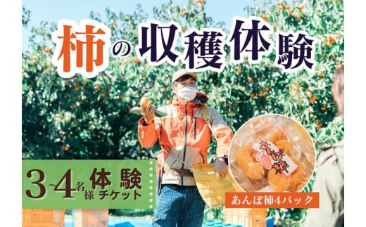 【定期便】【季節限定】3～4人用／柿の収穫体験 チケット あんぽ柿（4トレー） ※着日指定不可 ※沖縄・離島への配送不可 ※2023年10月上旬～2024年2月下旬頃に順次発送予定