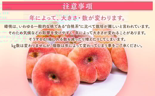 ◆2026年夏発送◆＜ 蟠桃・約2kg ＞ ※離島への配送不可 ※2026年7月中旬頃～8月下旬頃までに順次発送｜先行予約 予約 数量限定 桃 もも モモ 果物 くだもの フルーツ 詰め合わせ 福島 ふくしま