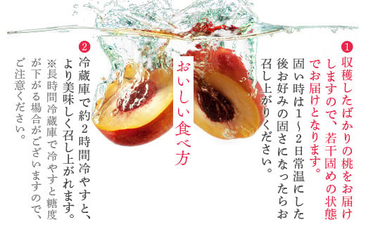 透過式光センサー川中島白桃 特秀5kg相当 15玉～18玉＜ ふくしま未来農業協同組合 ＞ | ふくしま 桃 福島 もも 国見 モモ ※2026年8月～発送