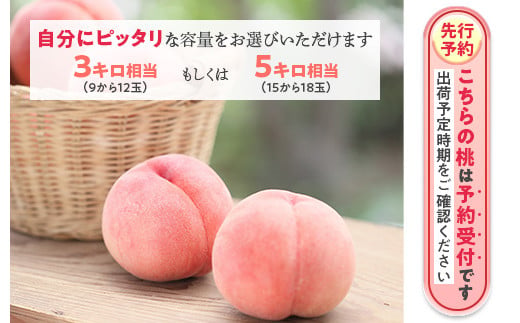 透過式光センサー川中島白桃 特秀5kg相当 15玉～18玉＜ ふくしま未来農業協同組合 ＞ | ふくしま 桃 福島 もも 国見 モモ ※2026年8月～発送