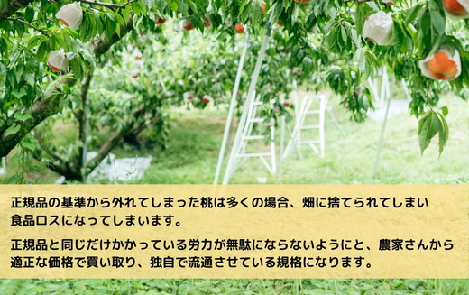 ◆2025年夏発送◆＜ 産直・家庭用 桃・約1.5kg ＞ ※北海道・沖縄・離島への配送不可 ※2025年7月中旬～8月中旬頃に順次発送予定