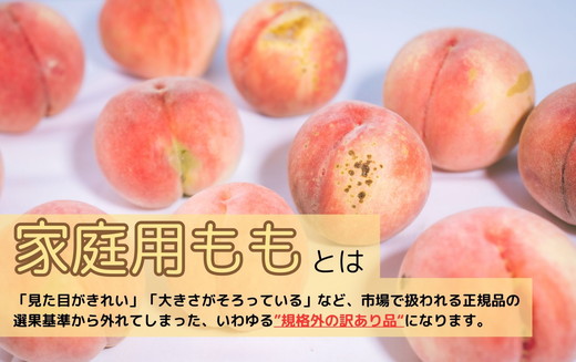 ◆2025年夏発送◆＜家庭用　約1.5kg×2回＞ ｜ 先行予約 予約 数量限定 桃 もも モモ 果物 くだもの フルーツ 詰め合わせ 福島 ふくしま　※離島への配送不可　※2025年7月上旬～8月中旬頃に順次発送予定