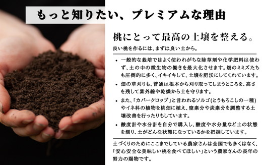 ◆2025年夏発送◆ 桃源の極み ～産直・桃・約1kg～　※離島への配送不可　※2025年7月上旬～9月上旬頃に順次発送予定