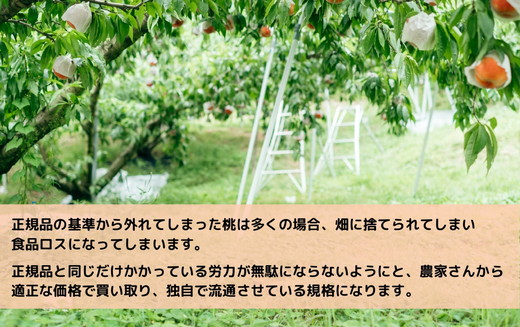 ◆2025年夏発送◆《産直・家庭用桃・約5kg》　※北海道・沖縄・離島への配送不可　※2025年7月上旬頃～8月中旬頃に順次発送予定