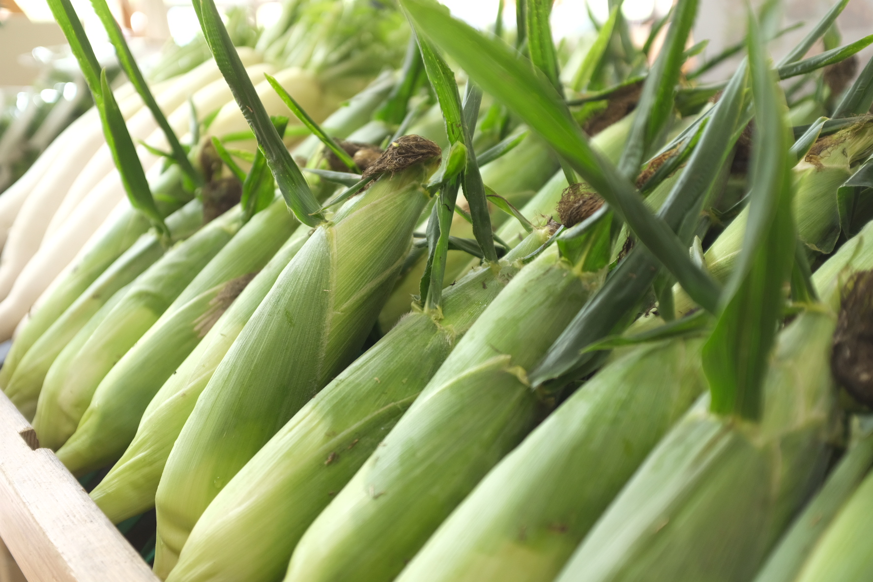 朝採れとうもろこし 20本セット 2L KBJ007