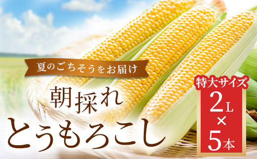 朝採れとうもろこし 5本セット 2L KBJ009