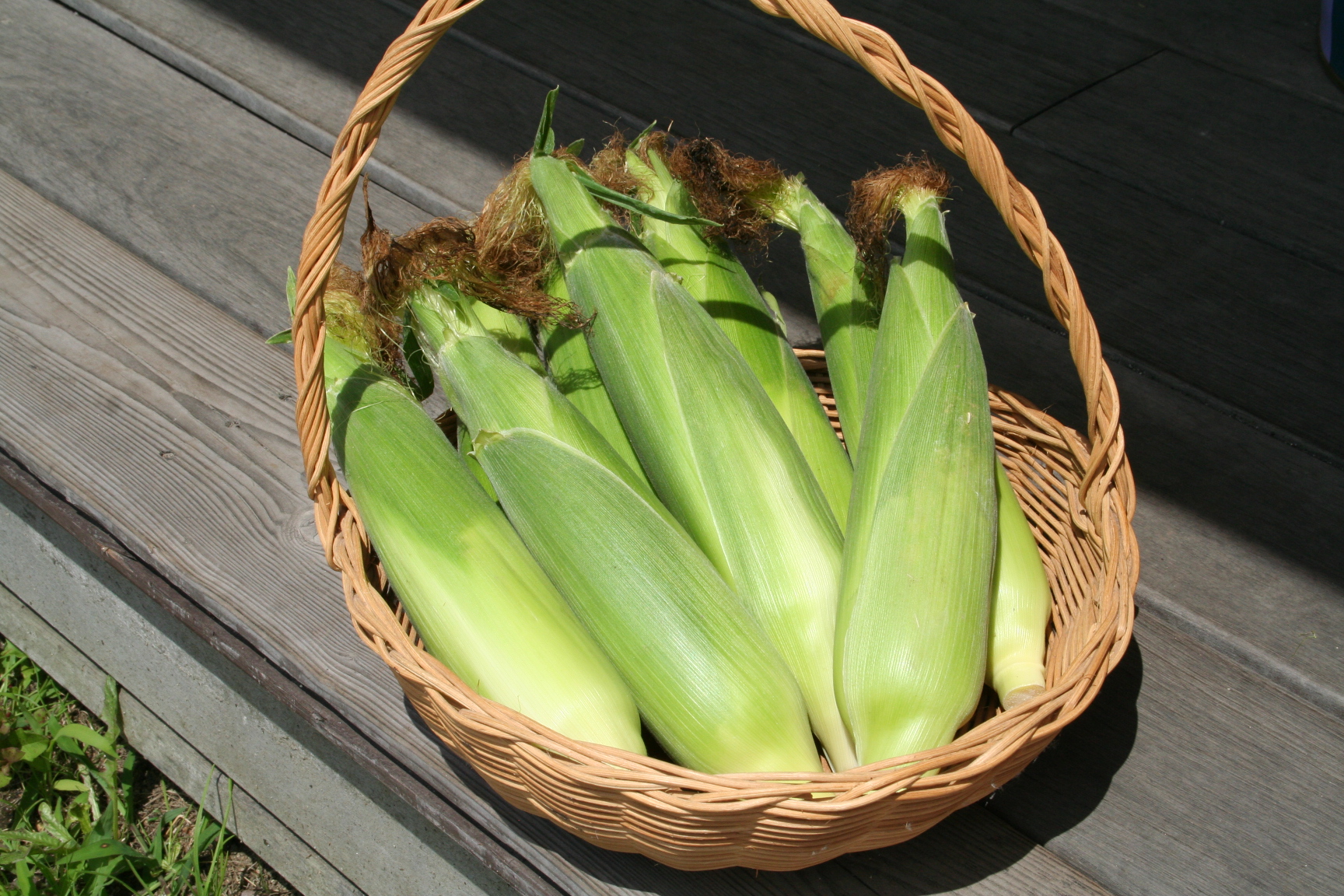 朝採れとうもろこし 20本セット 2L KBJ007