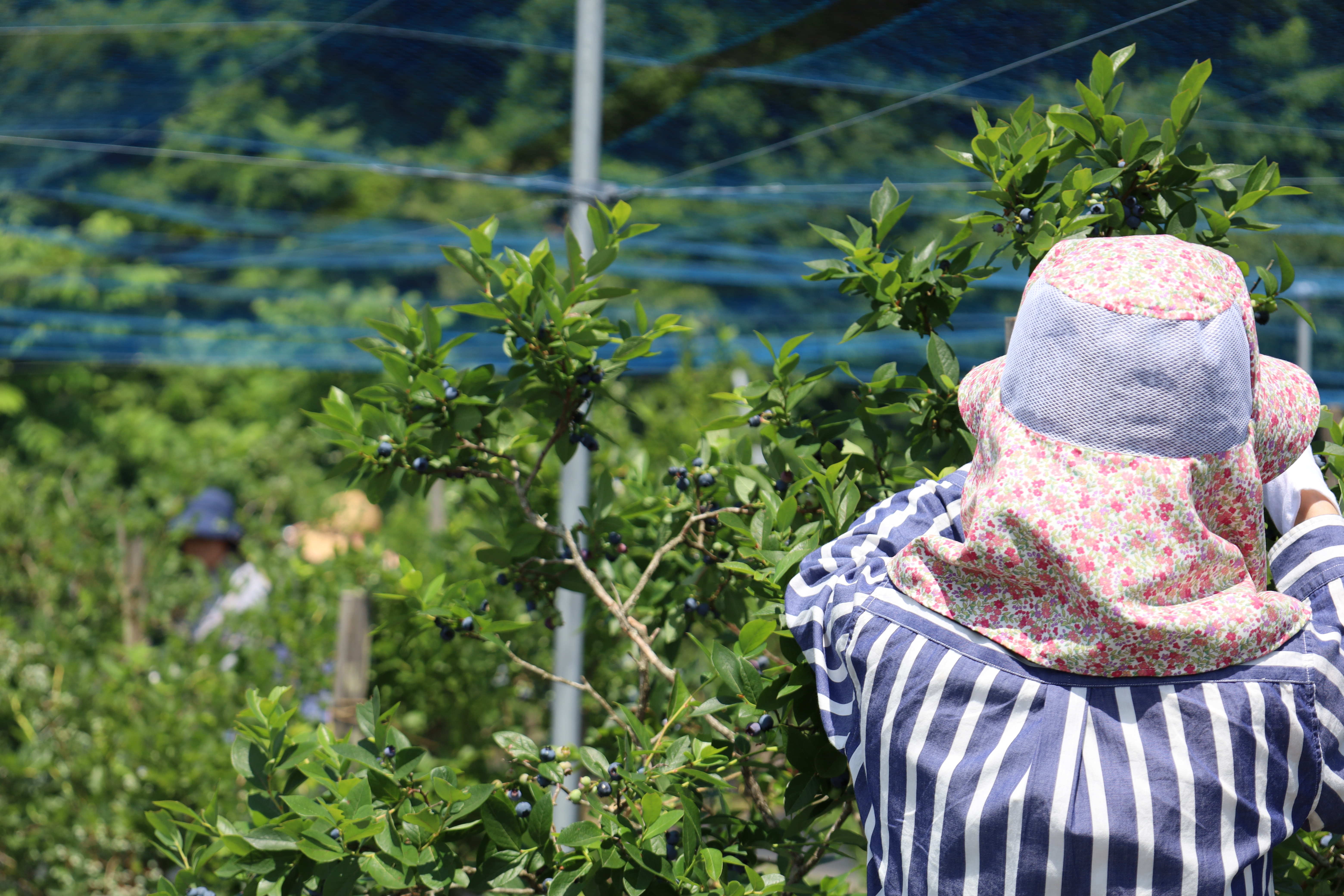 ブルーベリージャム100g×3個セット(石井ブルーベリー園) KBI001