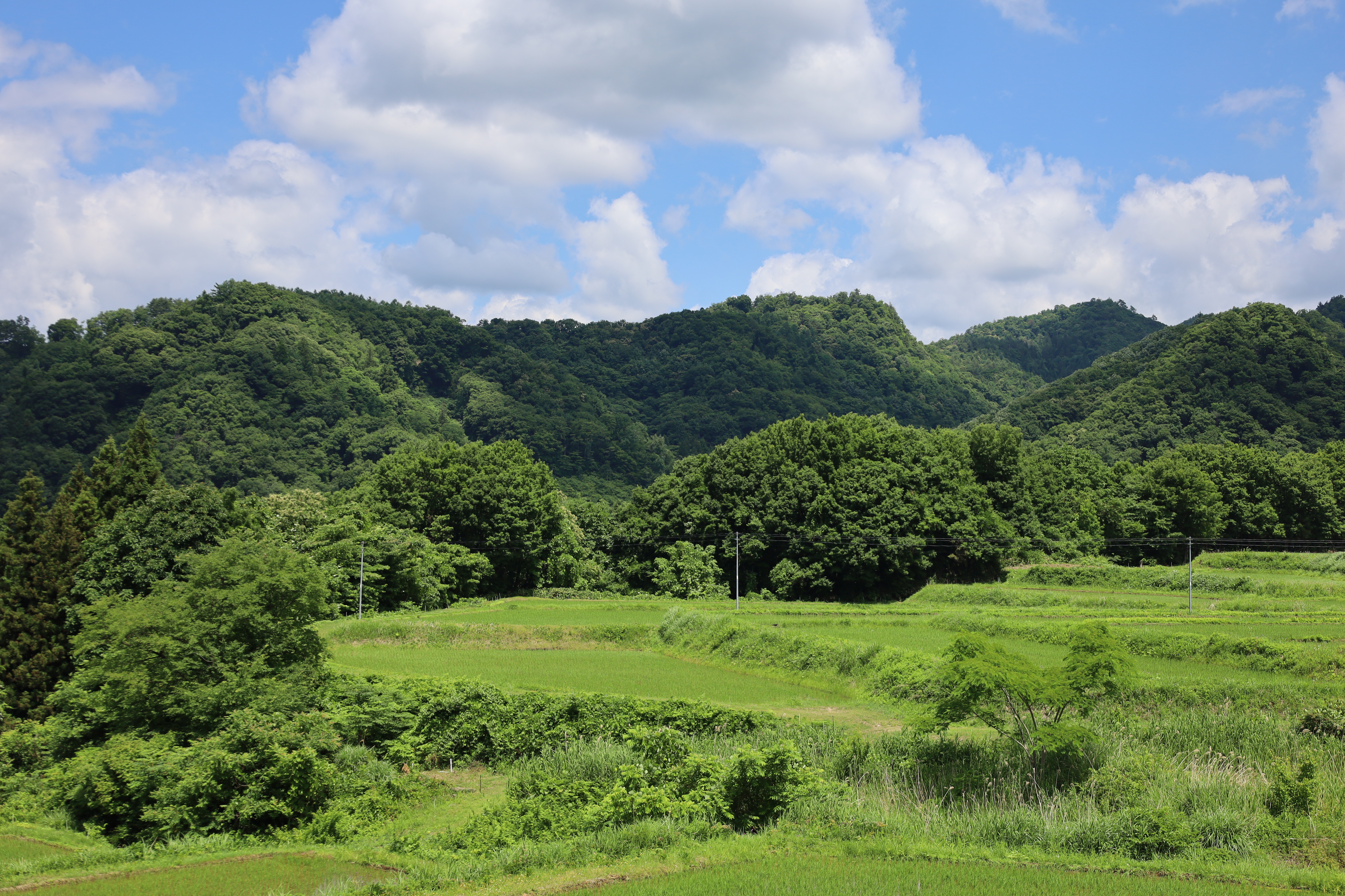 【先行予約/令和7年産 新米】【12ヶ月定期便】会津・北塩原村産「ひとめぼれ」5kg×12回お届け(大塩棚田米・標高500ｍ里山栽培） KBK017