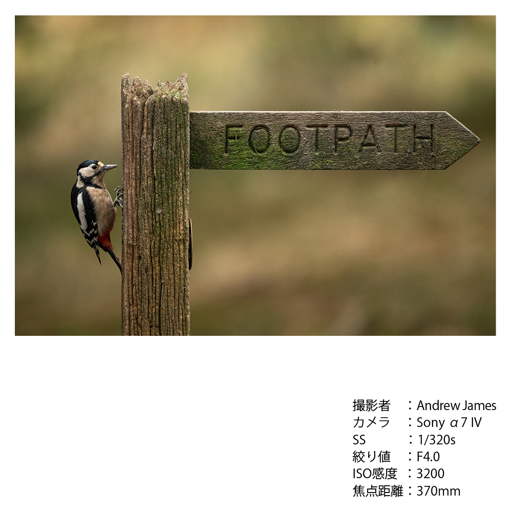 SIGMA 300-600mm F4 DG OS | SportsããœããŒEããŠã³ãã