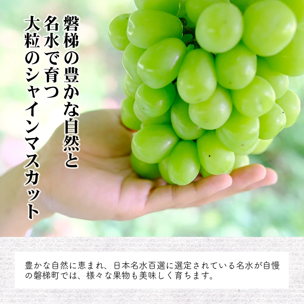 【先行予約】磐梯町産 シャインマスカット 約0.6～0.8kg（1房）　※2026年9月～10月発送予定　　大粒 種無し