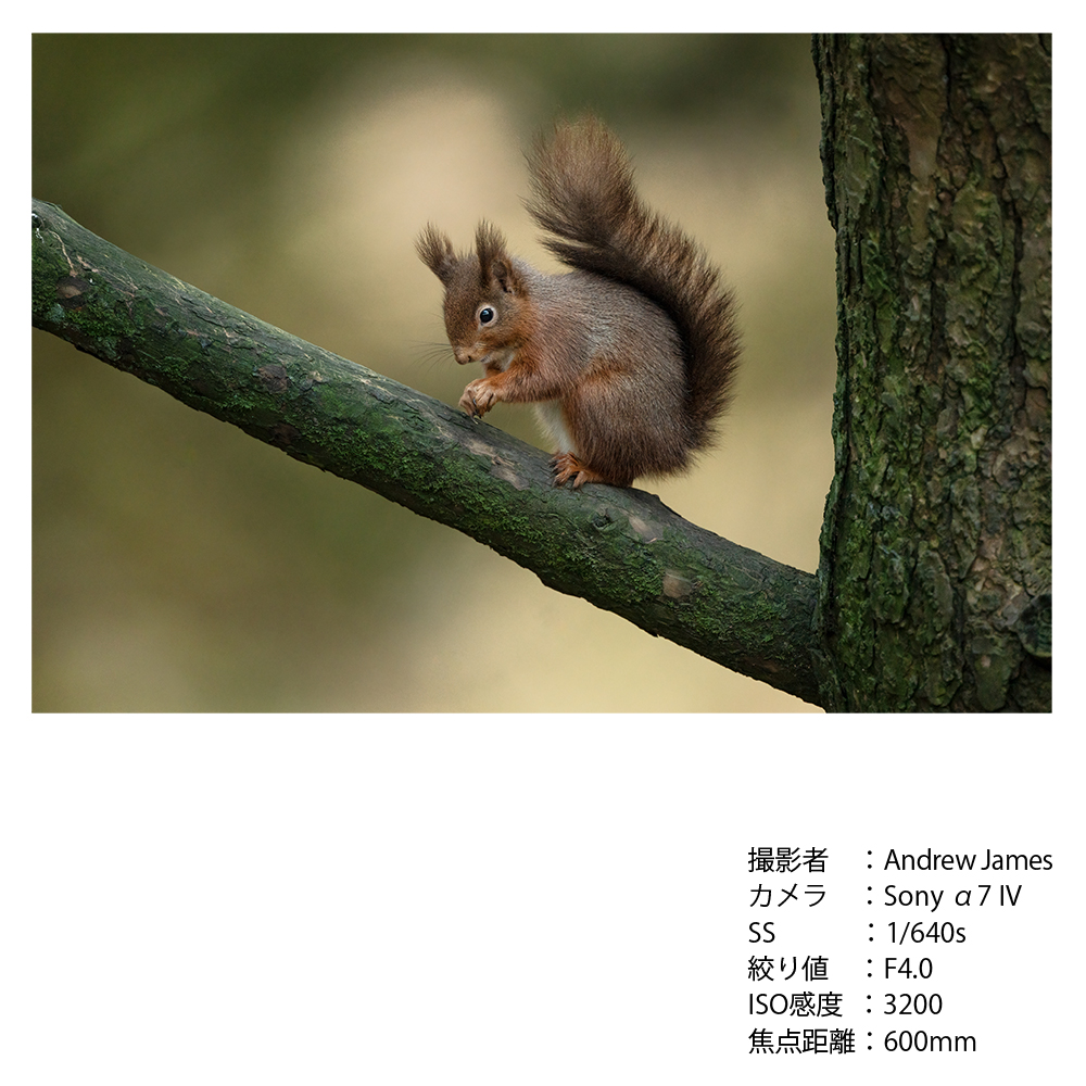 SIGMA 300-600mm F4 DG OS | SportsããœããŒEããŠã³ãã