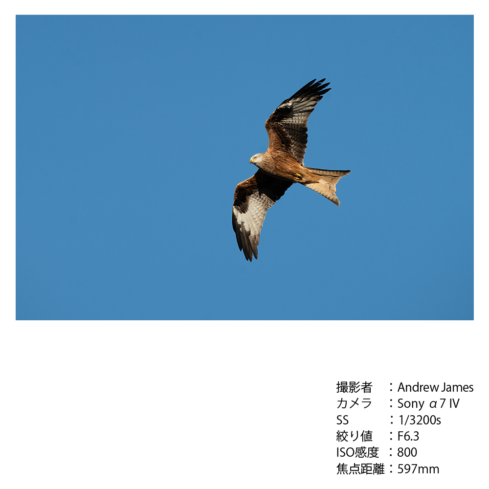 SIGMA 300-600mm F4 DG OS | SportsããœããŒEããŠã³ãã