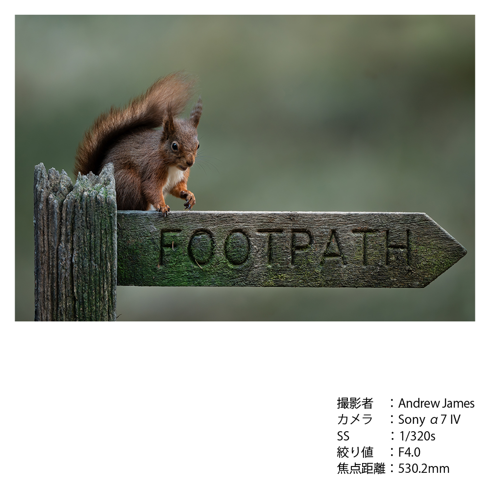 SIGMA 300-600mm F4 DG OS | SportsããœããŒEããŠã³ãã