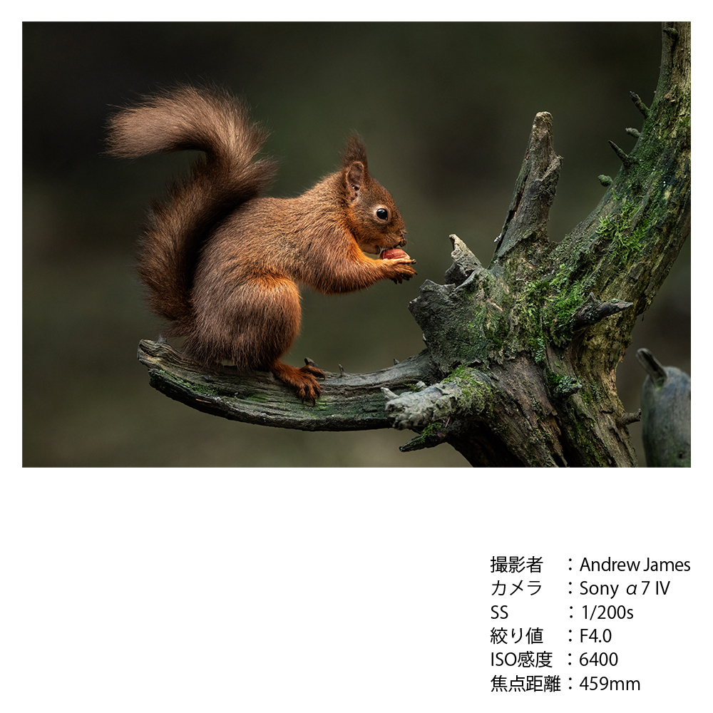 SIGMA 300-600mm F4 DG OS | SportsããœããŒEããŠã³ãã