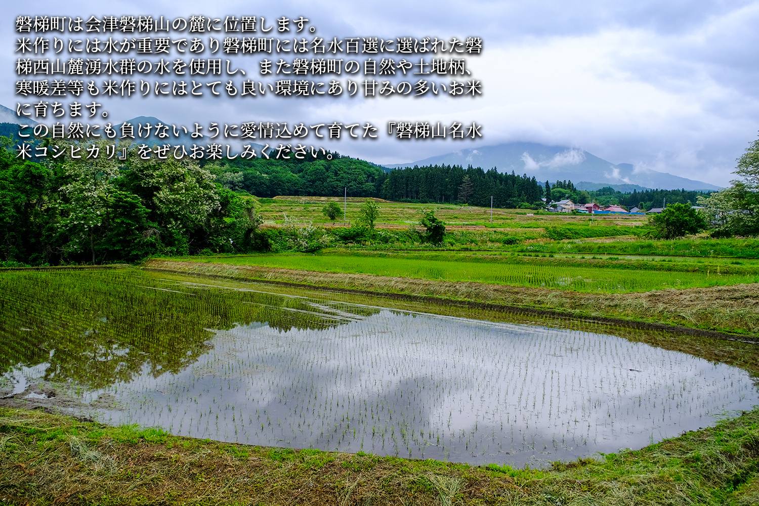 【令和7年産・新米】コシヒカリ10kg　磐梯山名水米　