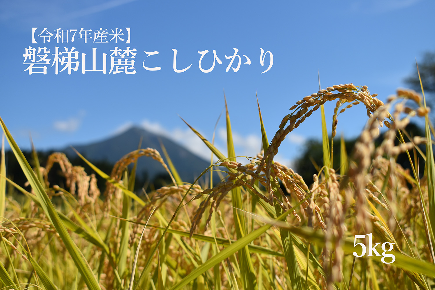 【数量限定】令和7年産コシヒカリ　5kg　磐梯山麓こしひかり　精米　発送時期3月下旬から