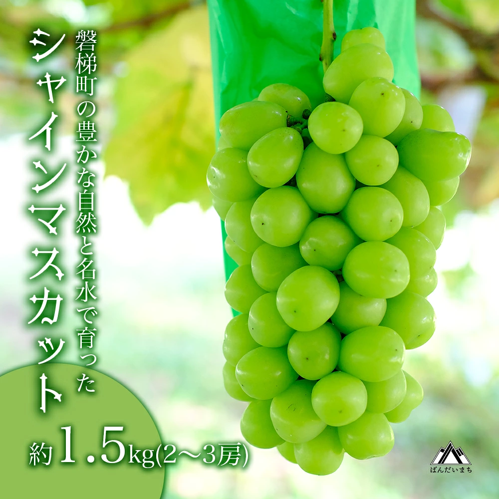 【先行予約】磐梯町産 シャインマスカット 約1.5kg（2房～3房）　※2026年9月～10月発送予定