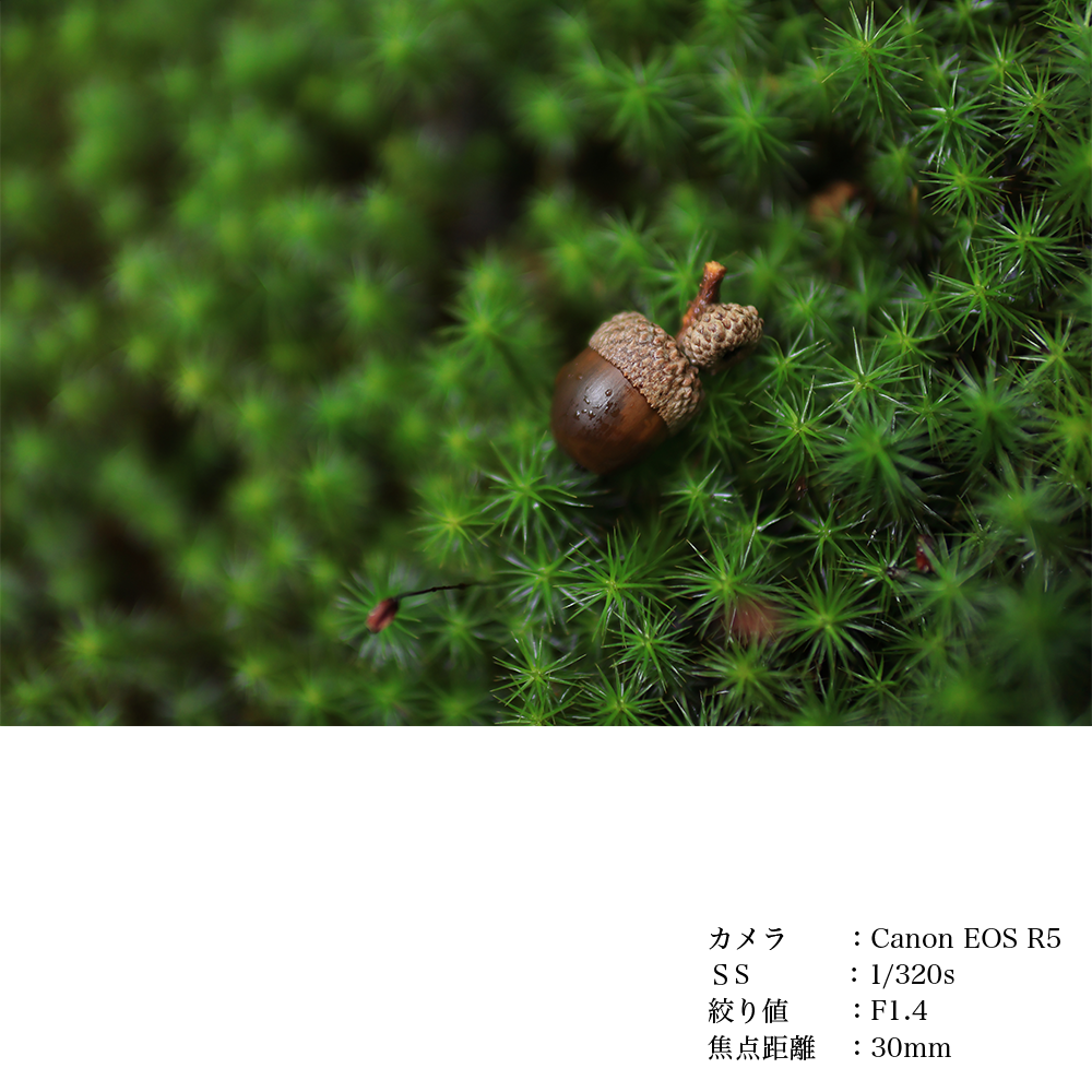 SIGMA 30mm F1.4 DC DN | Contemporary縲舌ル繧ウ繝ウZ繝槭え繝ウ繝医