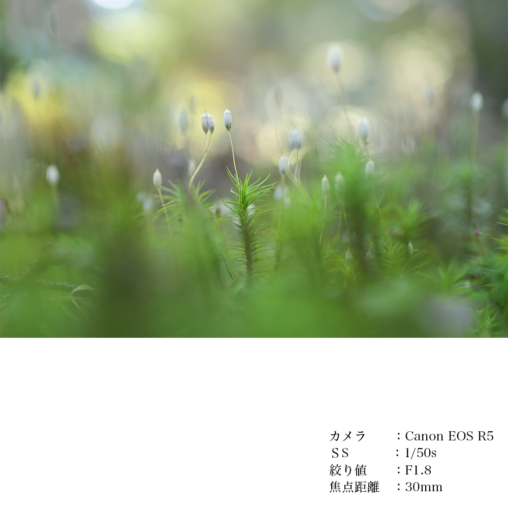SIGMA 30mm F1.4 DC DN | Contemporary縲伸繝槭え繝ウ繝医代き繝。繝ゥ 繝ャ繝ウ繧コ 螳カ髮サ