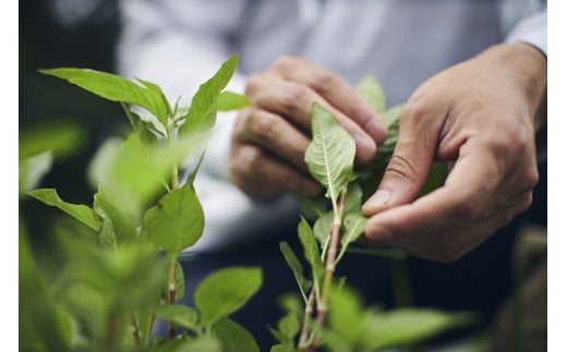 藍の お茶