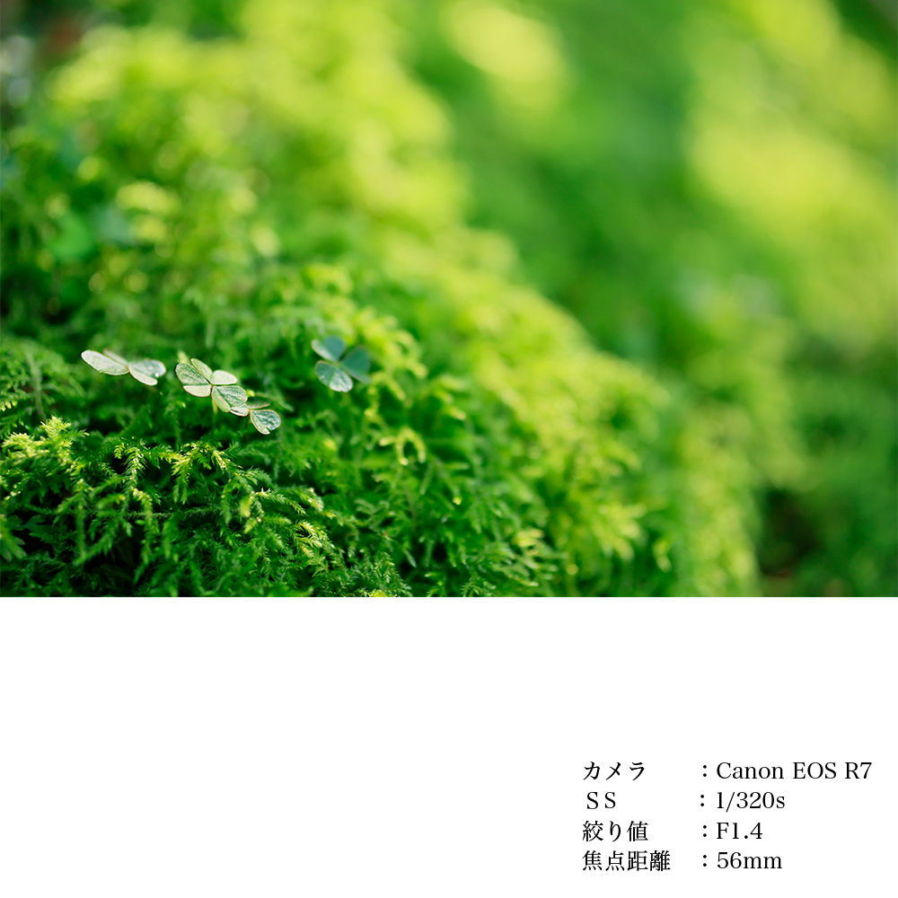 SIGMA 56mm F1.4 DC DN | Contemporary縲舌く繝、繝弱ΦEF-M繝槭え繝ウ繝医代き繝。繝ゥ 繝ャ繝ウ繧コ 螳カ髮サ