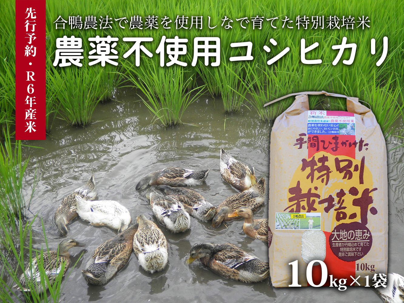 【令和6年産新米・先行受付】農薬不使用　コシヒカリ米　合鴨農法　10kg(特別栽培米、旧名：会津磐梯山宝米） ※2024年10月10日以降順次発送予定