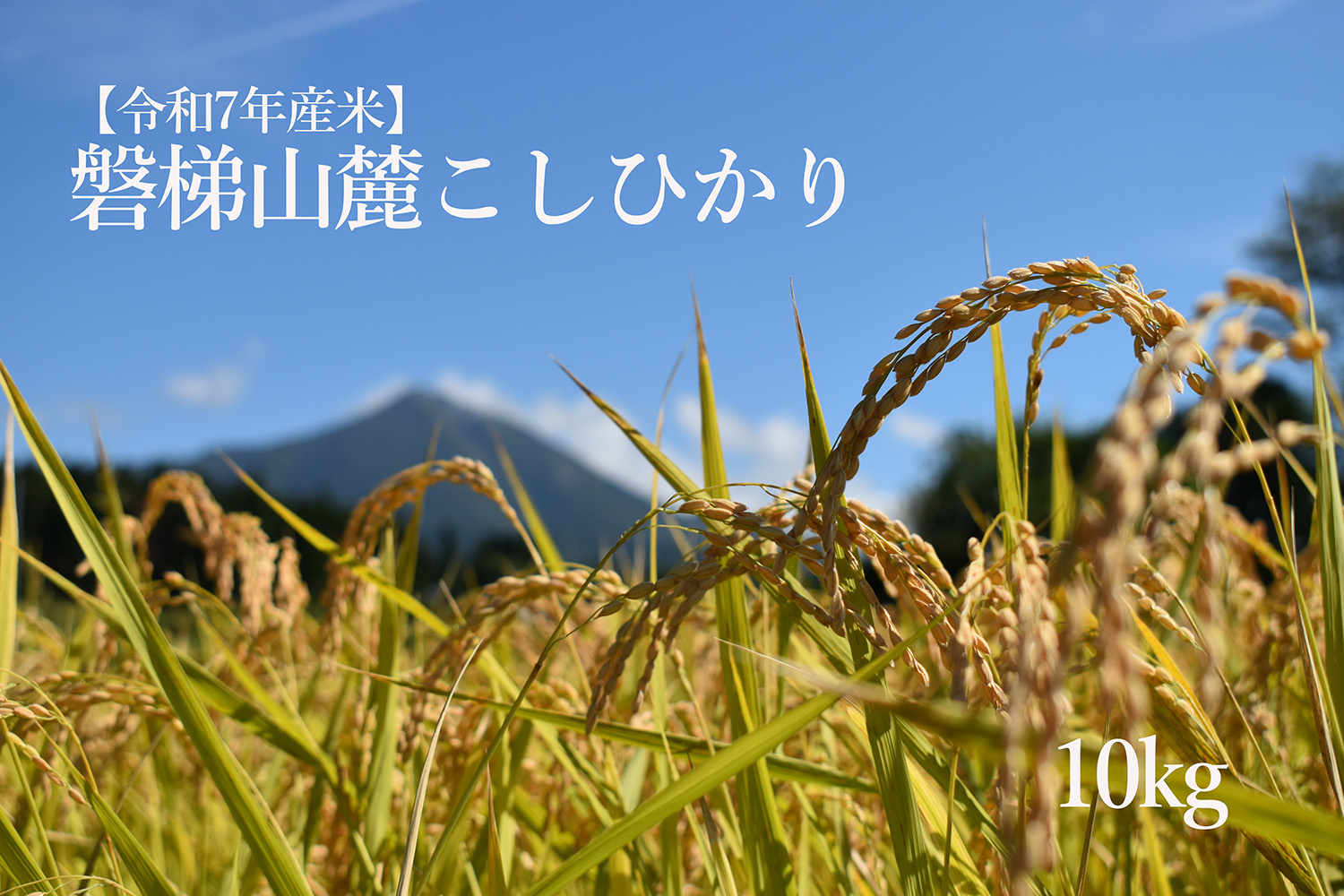 【数量限定】令和7年産コシヒカリ　10kg　磐梯山麓こしひかり　精米　発送時期3月下旬から