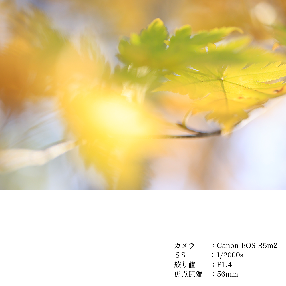SIGMA 56mm F1.4 DC DN | Contemporary縲舌く繝、繝弱ΦEF-M繝槭え繝ウ繝医代き繝。繝ゥ 繝ャ繝ウ繧コ 螳カ髮サ