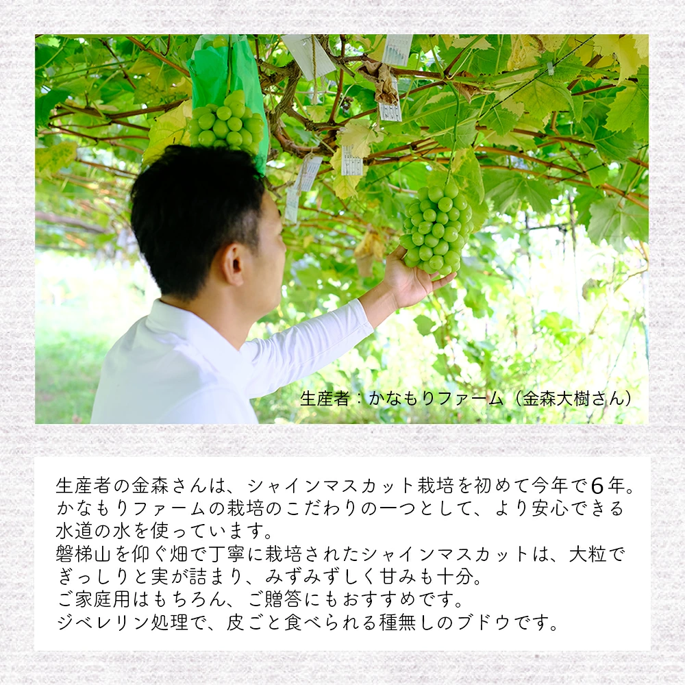 ãå
è¡äºçŽãç£æ¢¯çºç£ ã·ã£ã€ã³ãã¹ã«ãã çŽ1.5kgïŒ2æ¿ïœ3æ¿ïŒãâ»2026幎9æïœ10æçºéäºå®