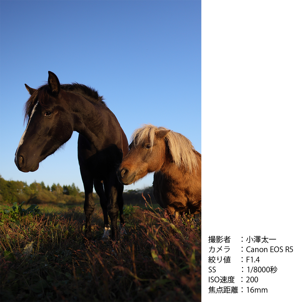 SIGMA 16mm F1.4 DC DN | Contemporary縲仙ッ悟」ォ繝輔ぅ繝ォ繝X繝槭え繝ウ繝医代き繝。繝ゥ 繝ャ繝ウ繧コ 螳カ髮サ