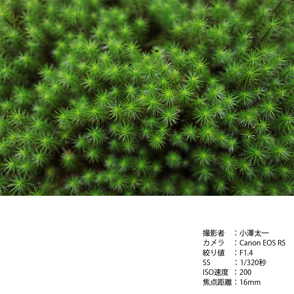 SIGMA 16mm F1.4 DC DN | Contemporary【マイクロフォーサーズ】カメラ レンズ 家電