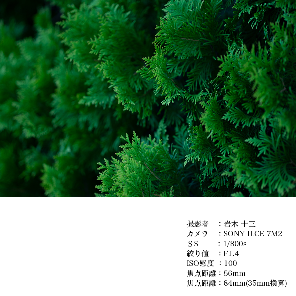 SIGMA 56mm F1.4 DC DN | Contemporary縲舌く繝、繝弱ΦEF-M繝槭え繝ウ繝医代き繝。繝ゥ 繝ャ繝ウ繧コ 螳カ髮サ