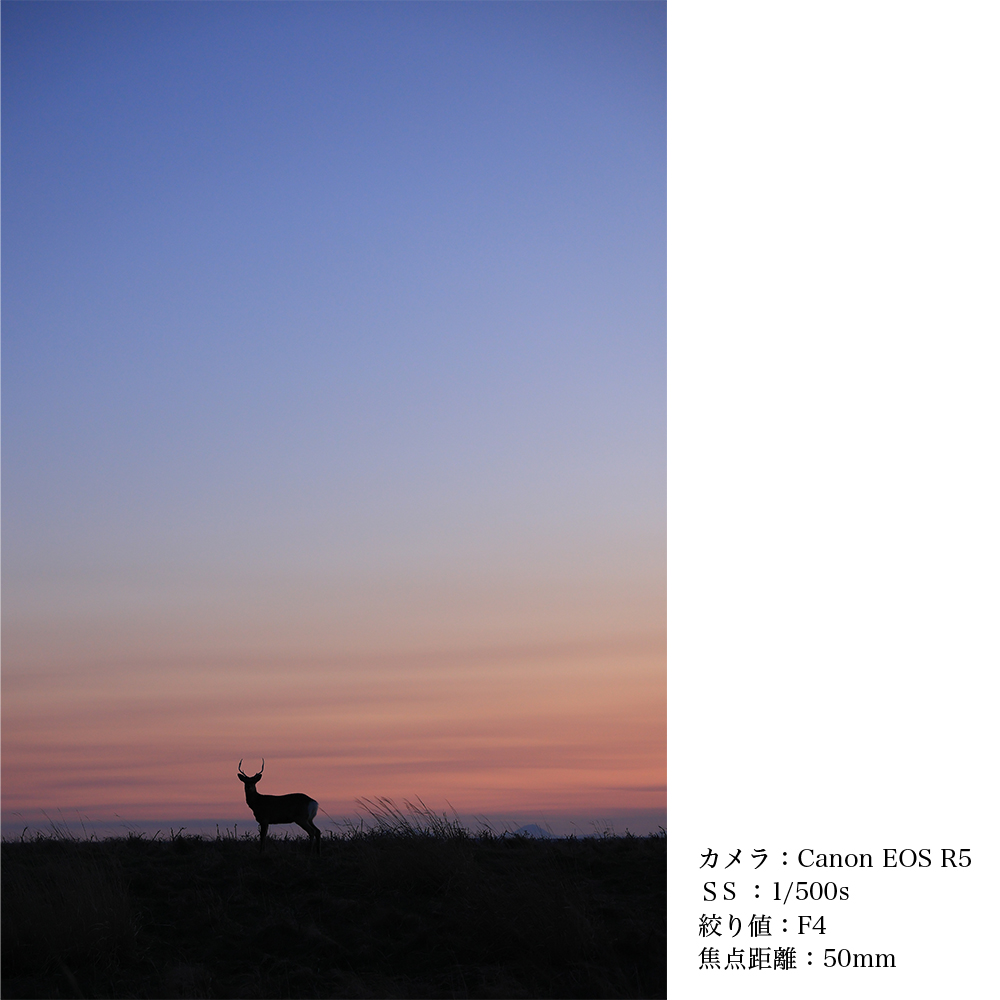 SIGMA 18-50mm F2.8 DC DN｜Contemporary【キャノンRFマウント】