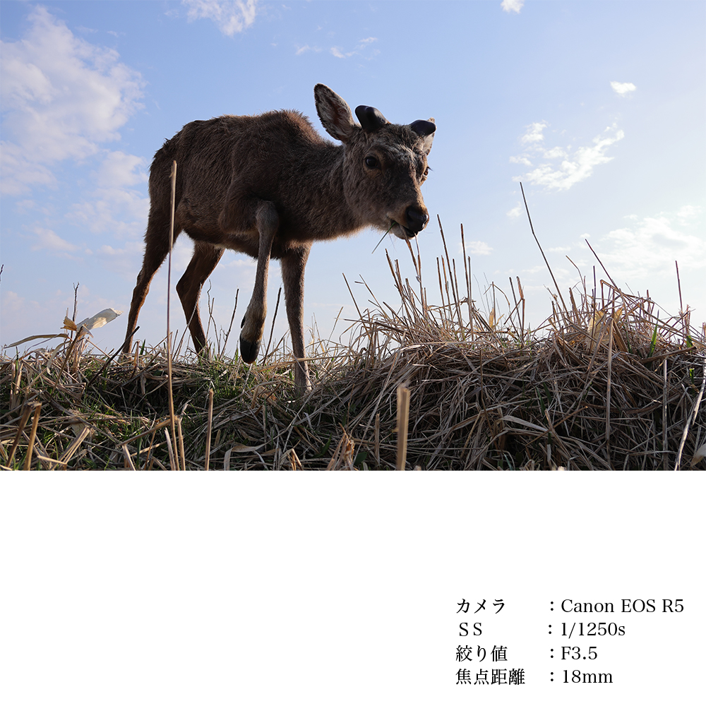 SIGMA 18-50mm F2.8 DC DN｜Contemporary【キャノンRFマウント】