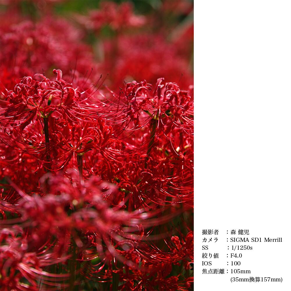 SIGMA 24-105mm F4 DG OS HSM | Art 【ニコンFマウント】（数量限定）