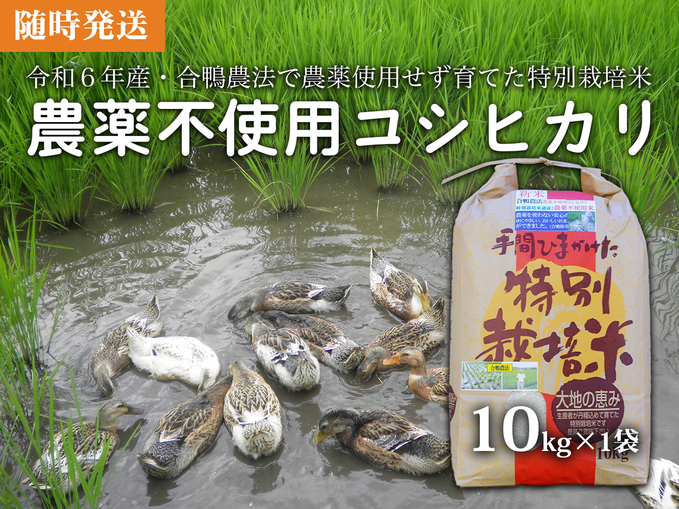 【令和6年産新米】農薬不使用　コシヒカリ米　合鴨農法　10kg(特別栽培米、旧名：会津磐梯山宝米） 