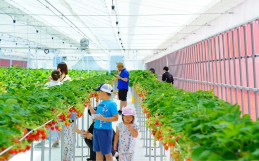 いちご狩り 1年中 「道の駅前 猪苗代 いちご園」 こども1名チケット（4歳〜小学生） ｜ 苺 通年 猪苗代・会津地域