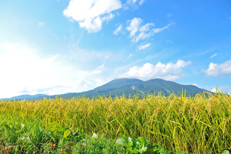 縲蝉サ、蜥7蟷エ蠎ヲ逕」縲 縺、縺。繧霎イ蝨 迪ェ闍嶺サ」逕コ逕」 邇邀ウ 迚ケ蛻・譬ス蝓ケ邀ウ縺イ縺ィ繧√⊂繧 5kgシ育私邀ウシ榎 縺顔アウ 邀ウ 縺イ縺ィ繧√⊂繧