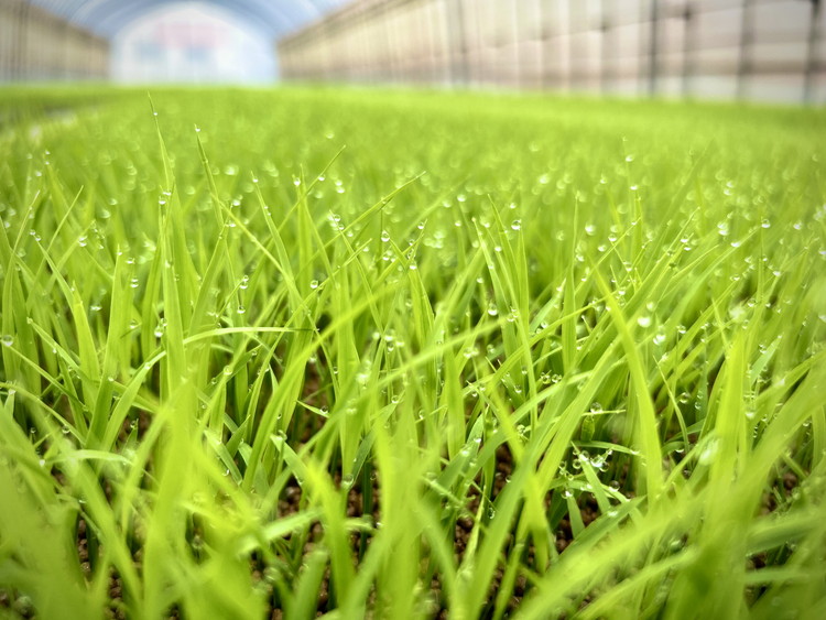 縲蝉サ、蜥7蟷エ蠎ヲ逕」縲 縺、縺。繧霎イ蝨 迪ェ闍嶺サ」逕コ逕」 邇邀ウ 迚ケ蛻・譬ス蝓ケ邀ウ繧ウ繧キ繝偵き繝ェ 5kgシ育私邀ウシ榎 縺顔アウ 邀ウ 縺薙@縺イ縺九j