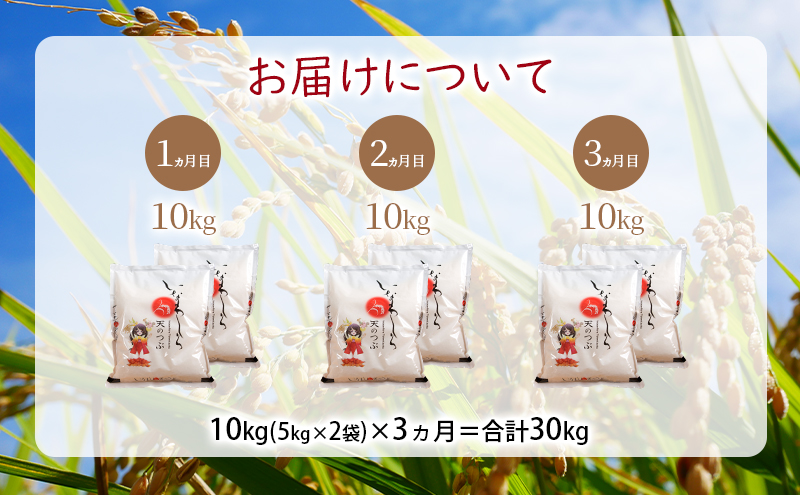 新米　定期便 【3ヵ月連続】猪苗代町ブランド米 いなわしろ天のつぶ 10kg 米 お米 精米 白米 福島 大粒 寿司 和食