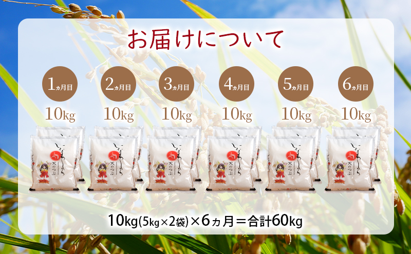 新米　定期便 【6ヵ月連続】猪苗代町ブランド米 いなわしろ天のつぶ 10kg 米 お米 精米 白米 福島 大粒 寿司 和食