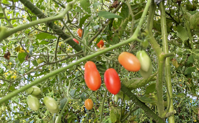 旬の野菜おまかせセット4～6種 80サイズ箱でお届け 猪苗代産 野菜 新鮮 野菜セット 農家直送 産地直送 詰め合わせ おまかせ