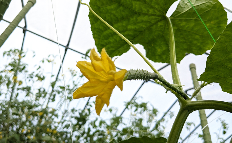 旬の野菜おまかせセット4～6種 80サイズ箱でお届け 猪苗代産 野菜 新鮮 野菜セット 農家直送 産地直送 詰め合わせ おまかせ