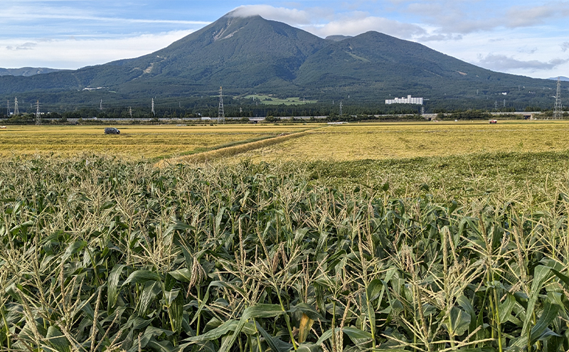 旬の野菜おまかせセット4～6種 80サイズ箱でお届け 猪苗代産 野菜 新鮮 野菜セット 農家直送 産地直送 詰め合わせ おまかせ