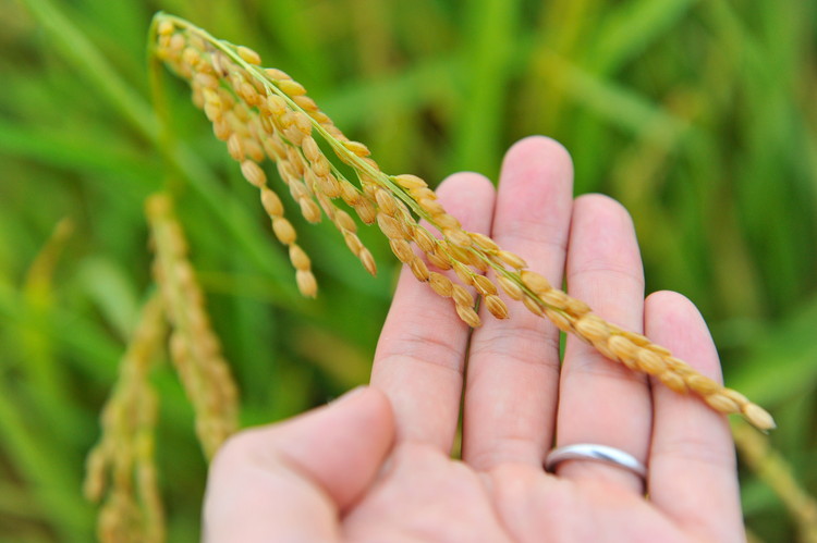 縲蝉サ、蜥7蟷エ蠎ヲ逕」縲 縺、縺。繧霎イ蝨 迪ェ闍嶺サ」逕コ逕」 邇邀ウ 迚ケ蛻・譬ス蝓ケ邀ウ縺イ縺ィ繧√⊂繧 5kgシ育私邀ウシ榎 縺顔アウ 邀ウ 縺イ縺ィ繧√⊂繧