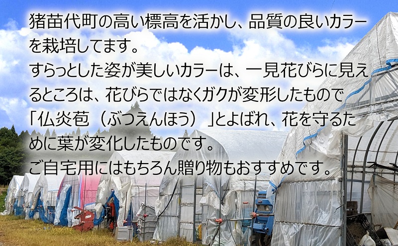 花 カラー ( 生花 ) 30～40cm おまかせミックス 20本前後 生産者：安斎誠市 猪苗代産 プレゼント 贈り物 ギフト