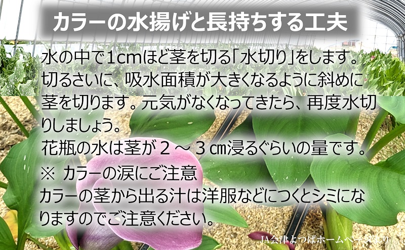 花 カラー ( 生花 ) 30～40cm おまかせミックス 20本前後 生産者：安斎誠市 猪苗代産 プレゼント 贈り物 ギフト